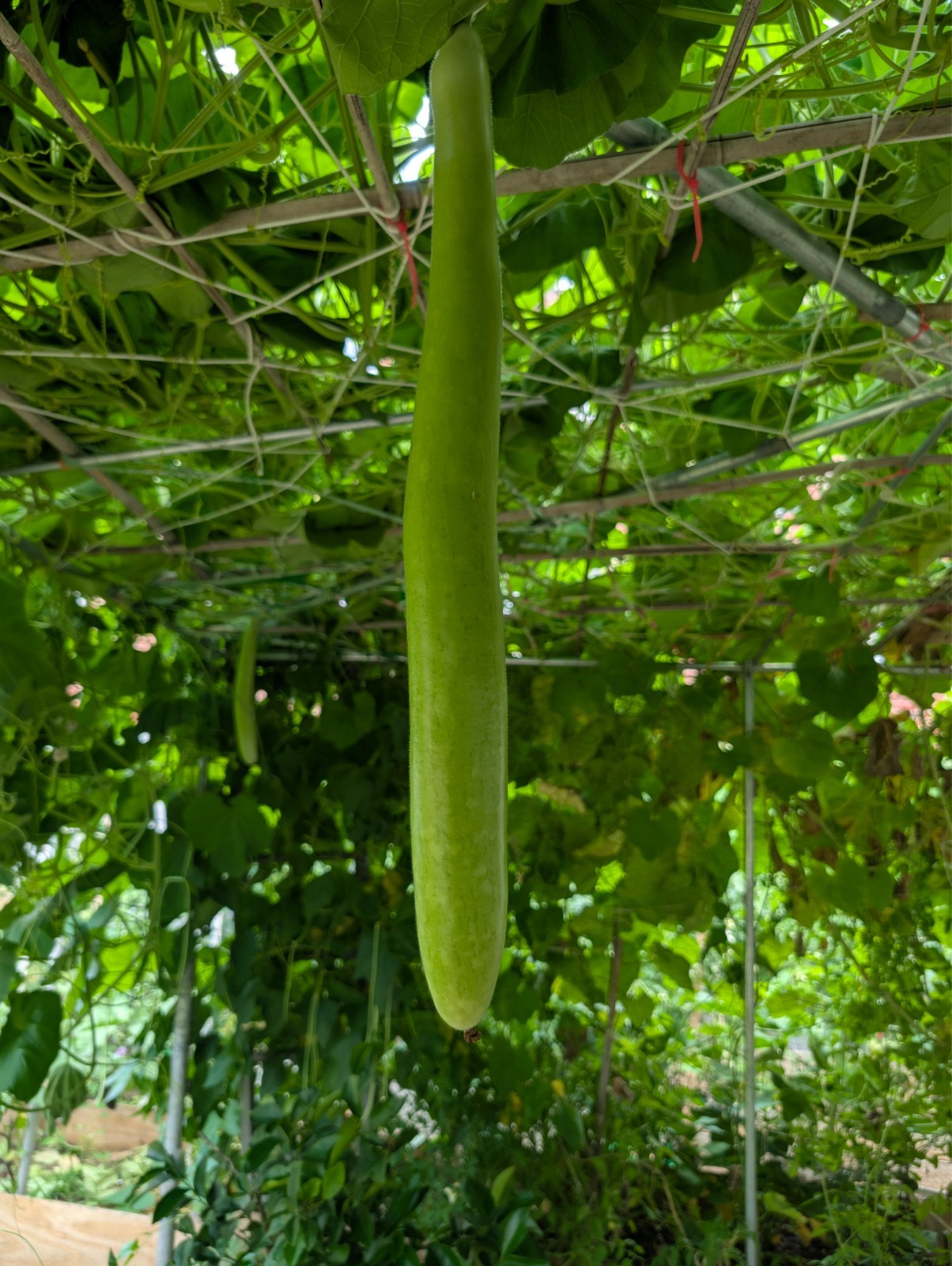 New ~ 10 Snake Gourd Seeds , Lagenaria siceraria Bottle Gourd Seeds , hột bầu