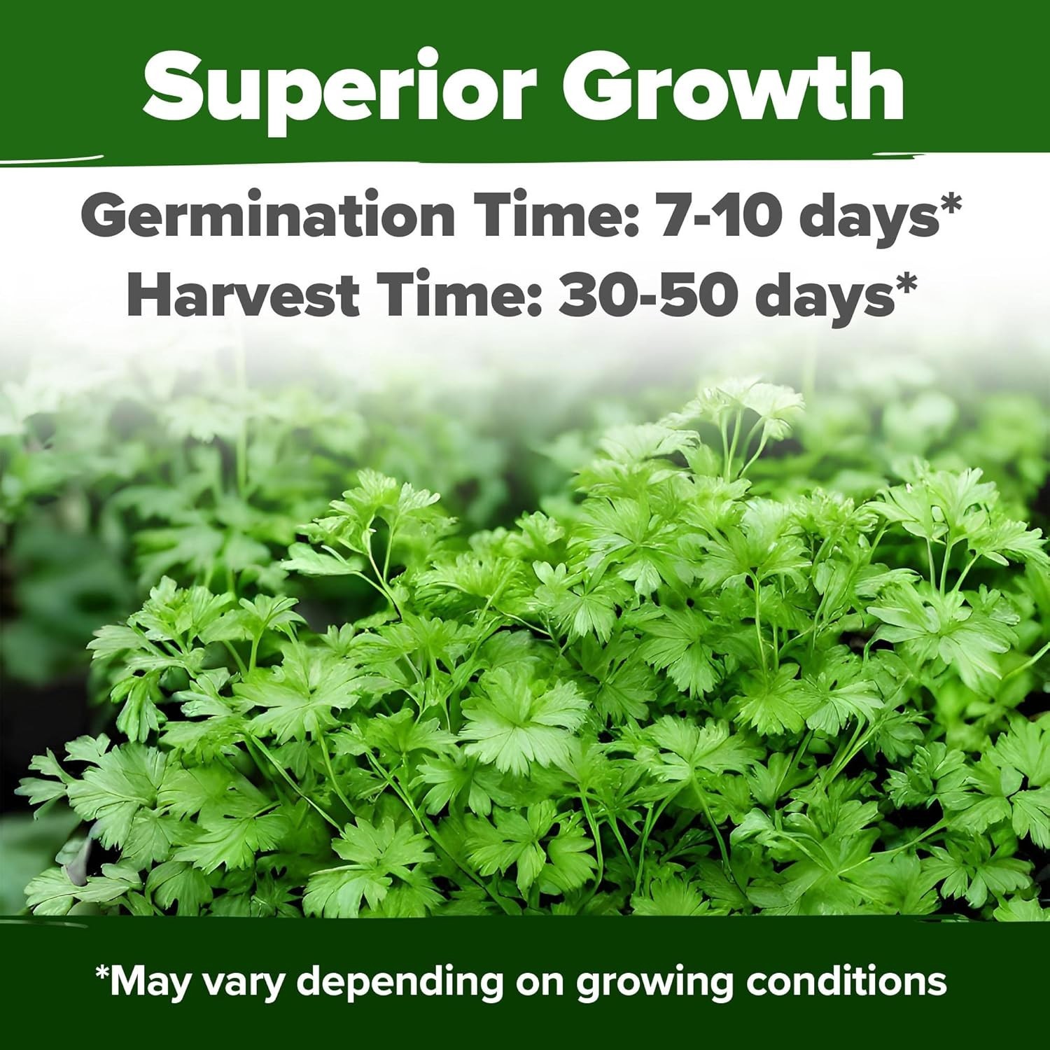 Indoor & Outdoor Heirloom Cilantro Seeds – Practical Gift for Plant Lovers