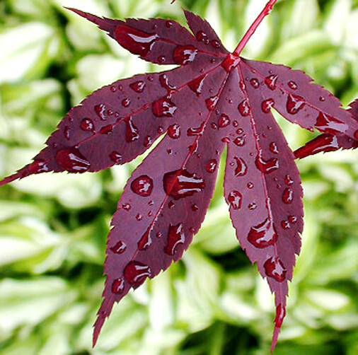 “BLOODGOOD” Red Japanese Maple Tree Seeds (Palmatum atropurpureum) Hardy Bonsai