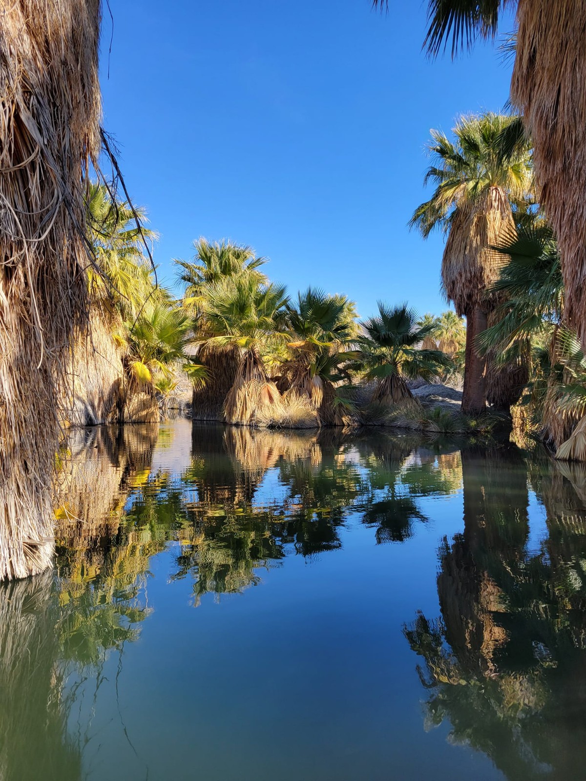 Washingtonia filifera Seeds! Cold-Hardy! California Fan Palm