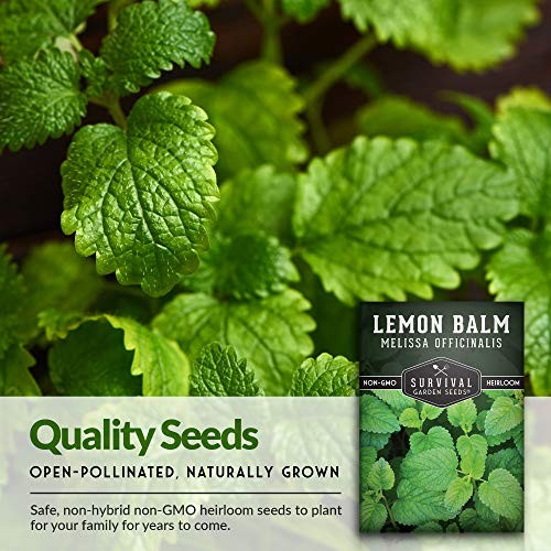 Lemon Balm Seeds for Planting – Melissa Officinalis Herb for Tea and 1
