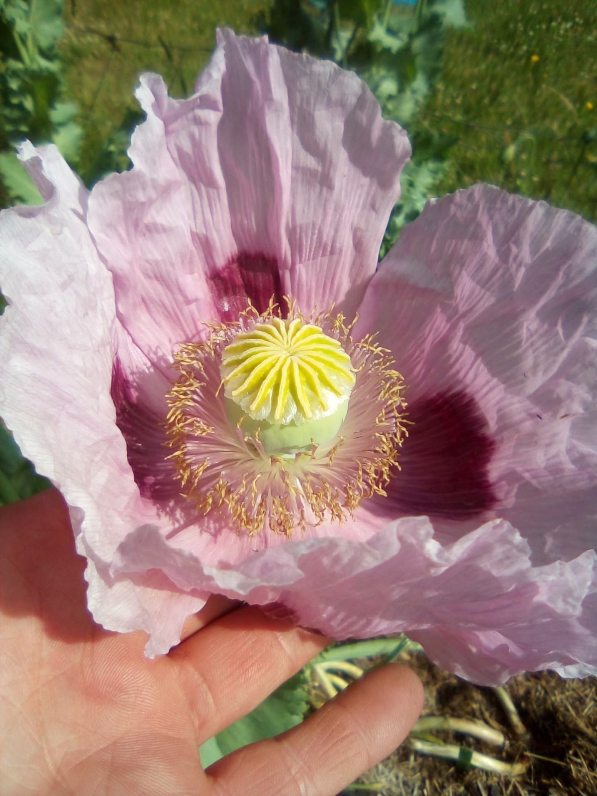 500+ COLD STRATIFIED Poppy Seeds RARE Somniferum blooms DECORATIVE Pods Non-GMO