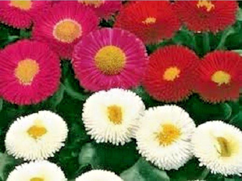 400+ENGLISH DAISY MIX Flower Seeds European Wildflower Early Blooms Groundcover