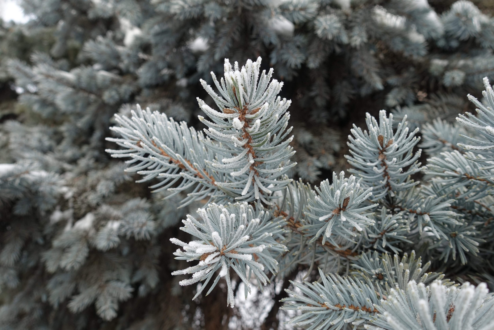 50 Colorado BLUE SPRUCE Tree Picea Pungens Glauca Christmas Tree Silver Seeds