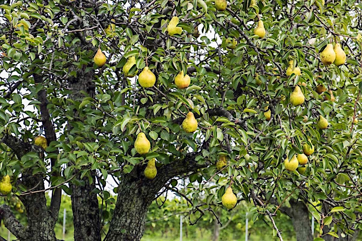 EUROPEAN PEAR TREE SEEDS (Pyrus Communis) Fast Hardy Fruit Flower Garden Plant