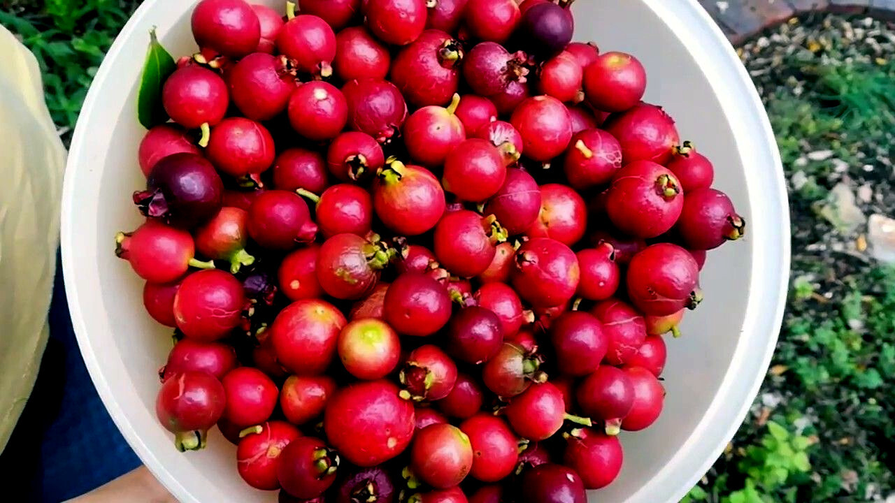 20 Strawberry Guava Tree Seeds (Psidium cattleianum) Edible Garden Fruit Plant