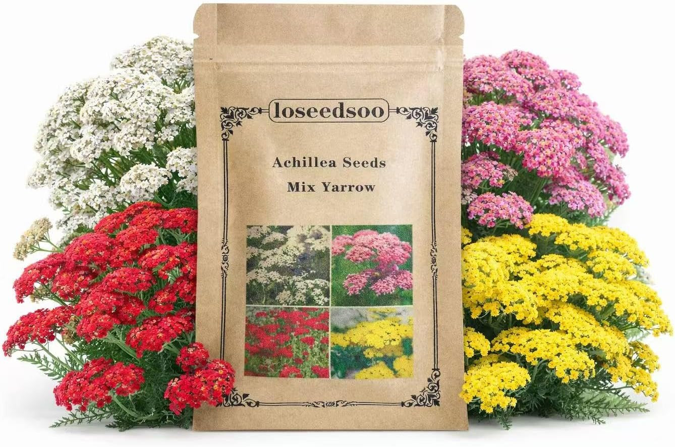 12000+ Mixed Yarrow Seeds for Planting – Achillea Millefolium Flower Seed Mix, P