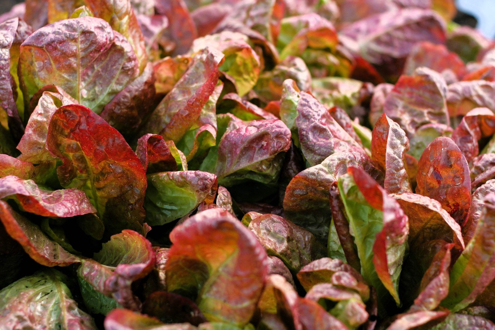 3000 RED ROMAINE LETTUCE Lactuca Sativa Vegetable Seeds *Flat S/H
