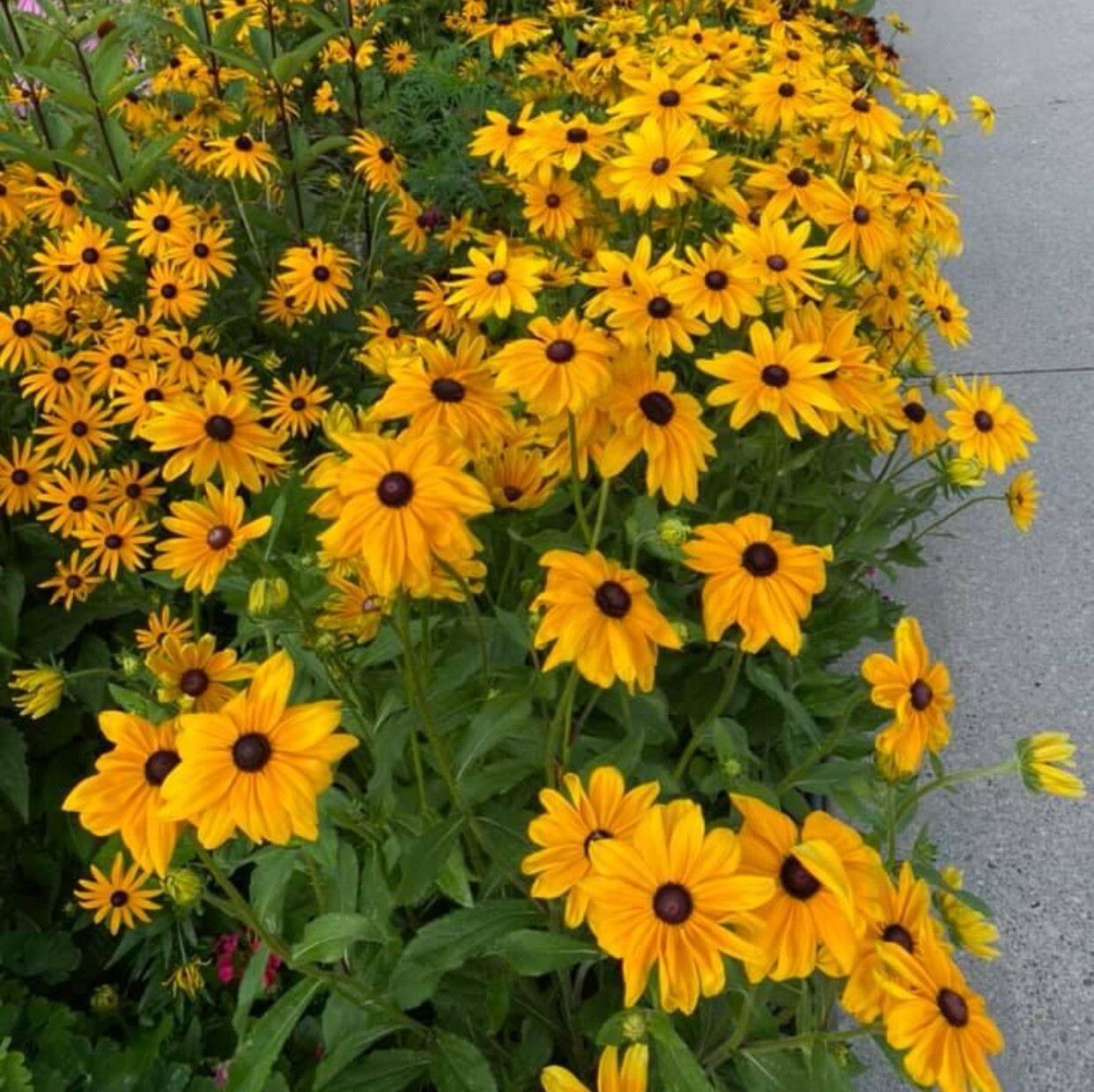 200+SEEDS-BLACK EYED SUSAN Perennial Rudbeckia NativeWildflower USA Buy2Get1free