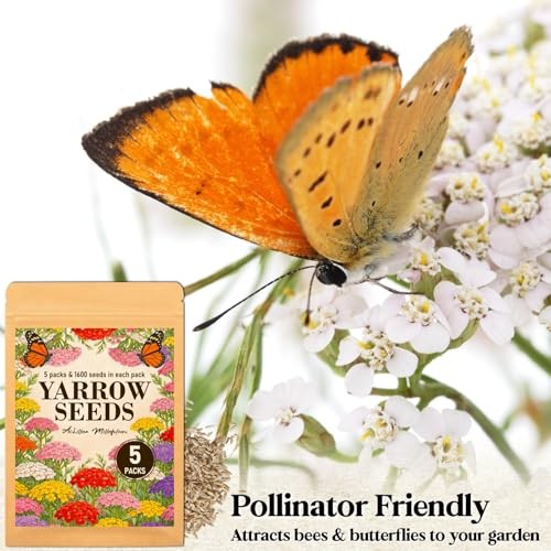 8000+ Yarrow Seeds for Planting – 5 Packs Colors Mixed, Achillea Millefolium
