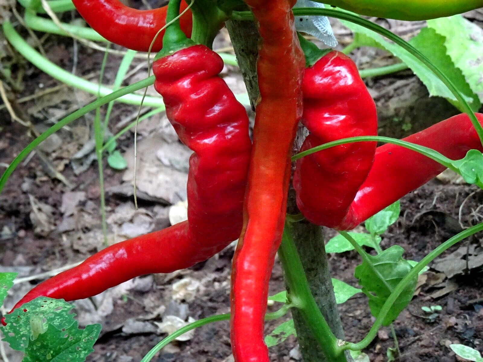 Jimmy Nardello Sweet Red Pepper 30 seeds Italian Heirloom Organic