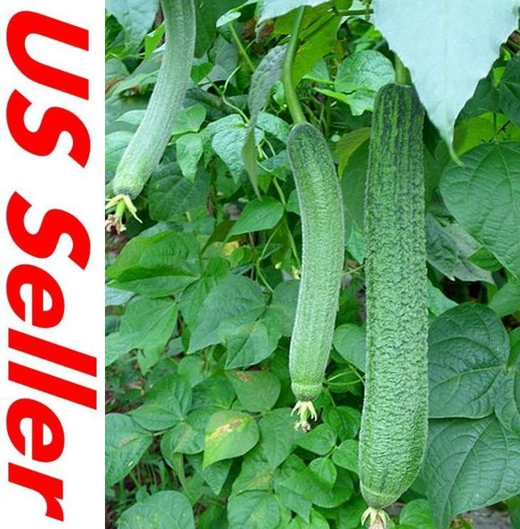25 Seeds, LUFFA LOOFA SPONGE Dishcloth GOURD E90, Organic NON-GMO