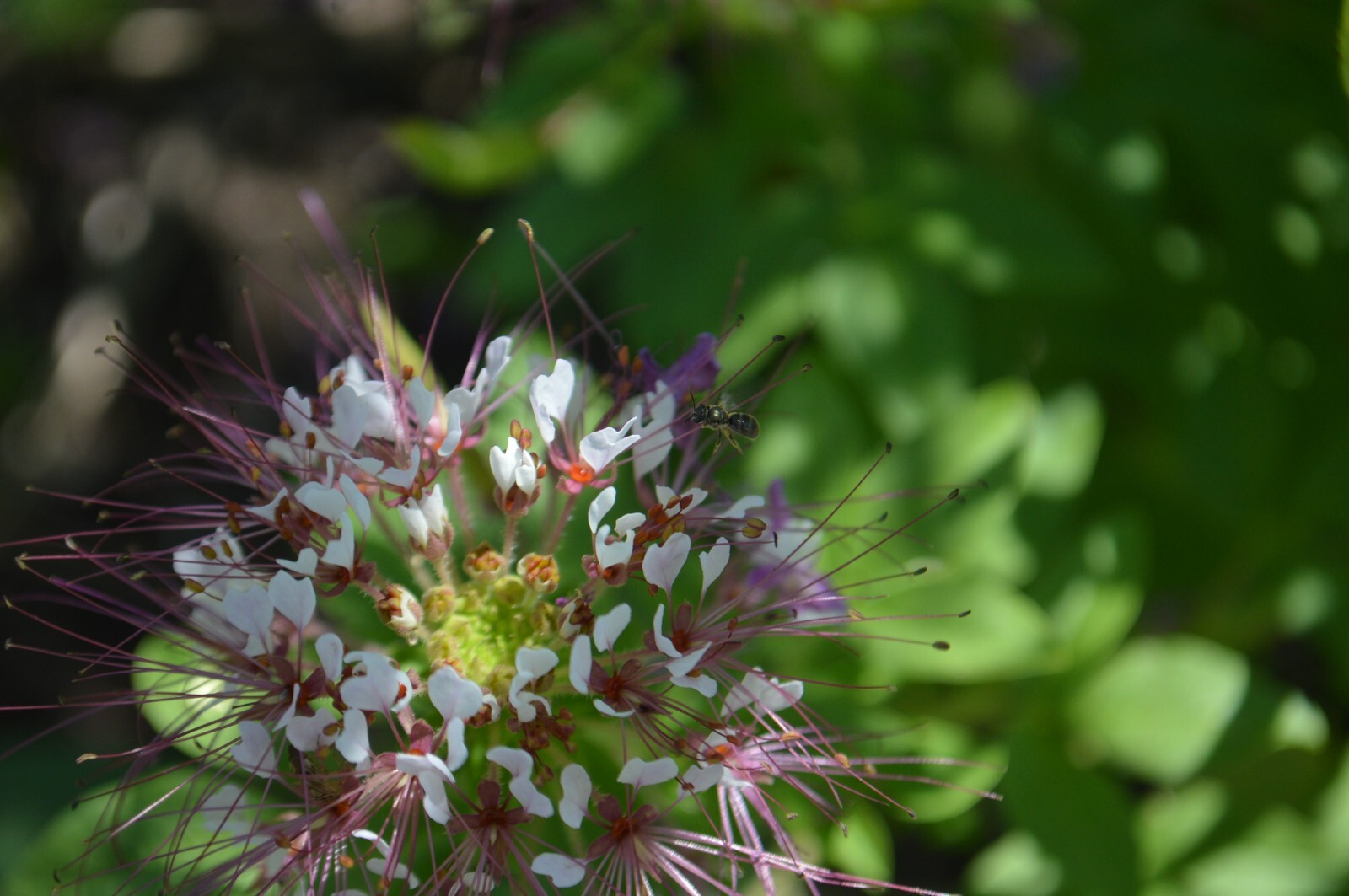 1 GRAM + redwhisker clammyweed/NATIVE/Polanisia dodecandra/ORGANIC/400 + seeds