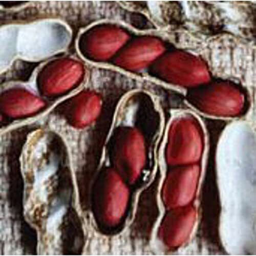 Early Spanish Peanuts Seeds (20+ Seeds) | Non GMO | Vegetable Fruit Herb Flower