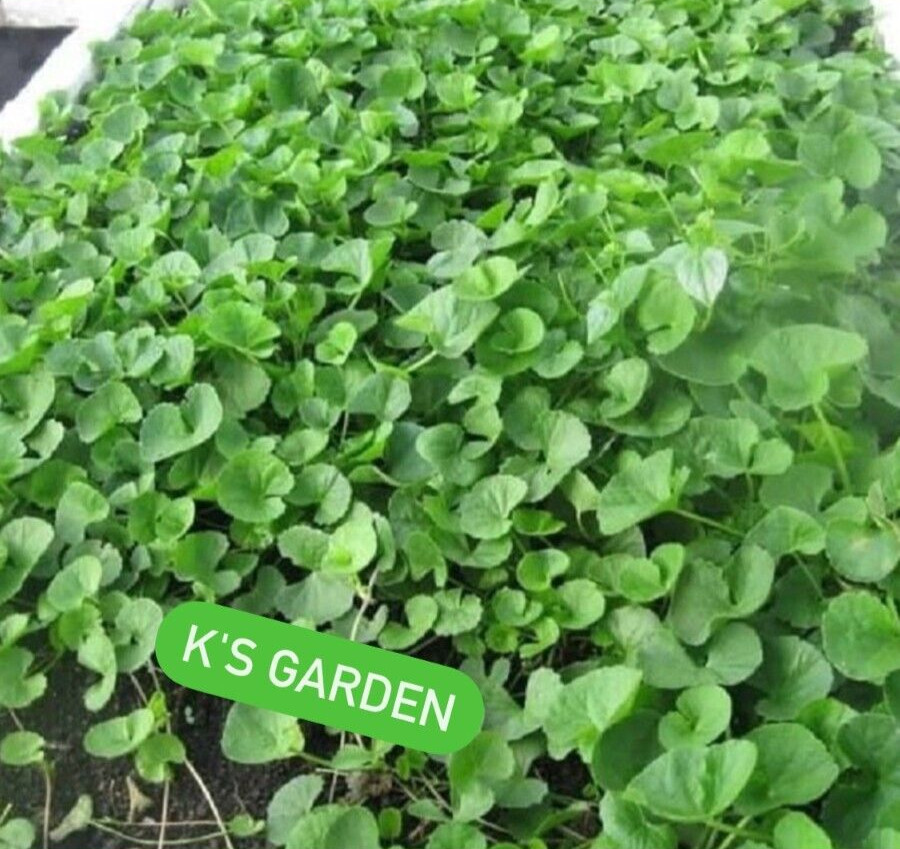PENNYWORT , GOTU KOLA SEEDS (SMALL LEAF), HẠT RAU MÁ LÁ NHỎ |+200 PCS|