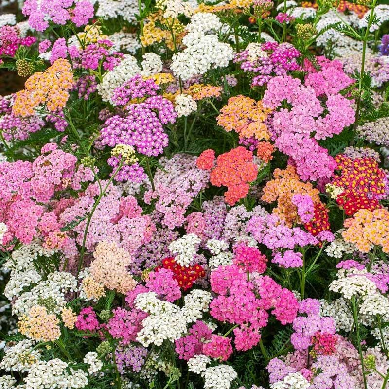 1100+ Perennial Mix Yarrow Seeds for Planting-Non-GMO Heirloom Plant Seeds Garde
