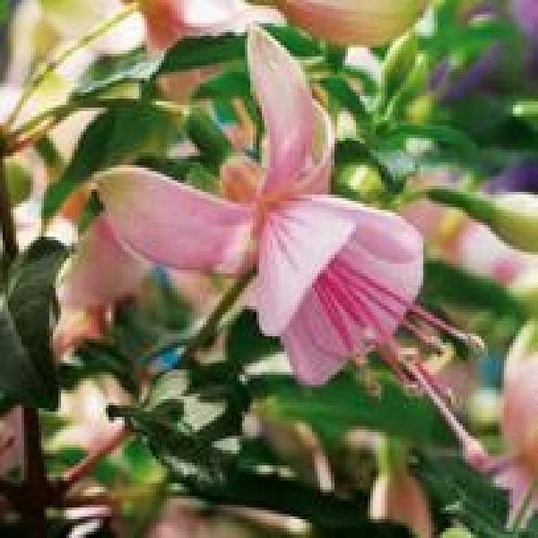Fuchsia Live Plant, Well-Rooted Plug, Healthy Starter Plants For SALE