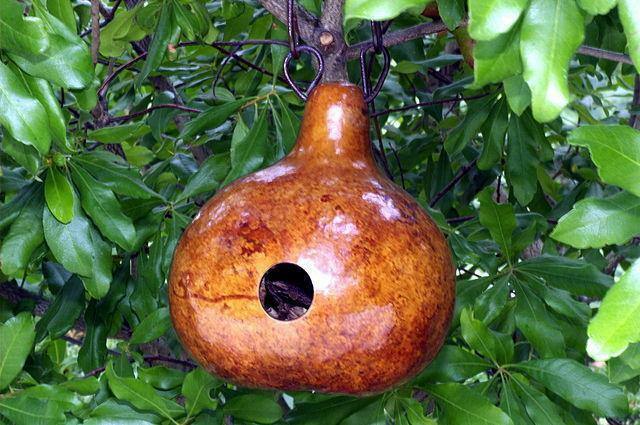 Lagenaria | Hard-shelled Gourd | Calabash Birdhouse | 10 Seeds