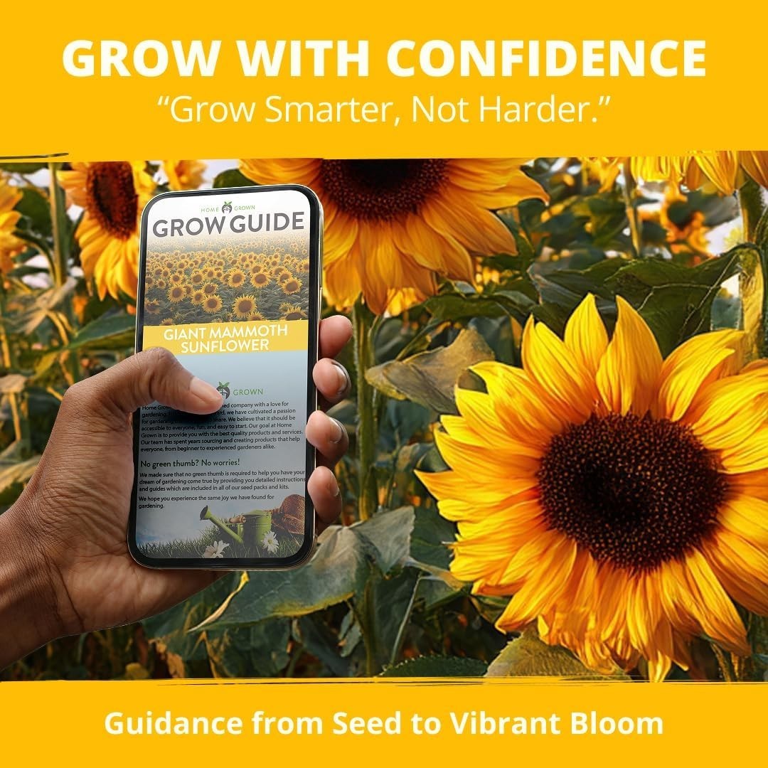 Bulk Packet of 520 Giant Mammoth Sunflower Seeds – Vibrant Growth for Any Garden