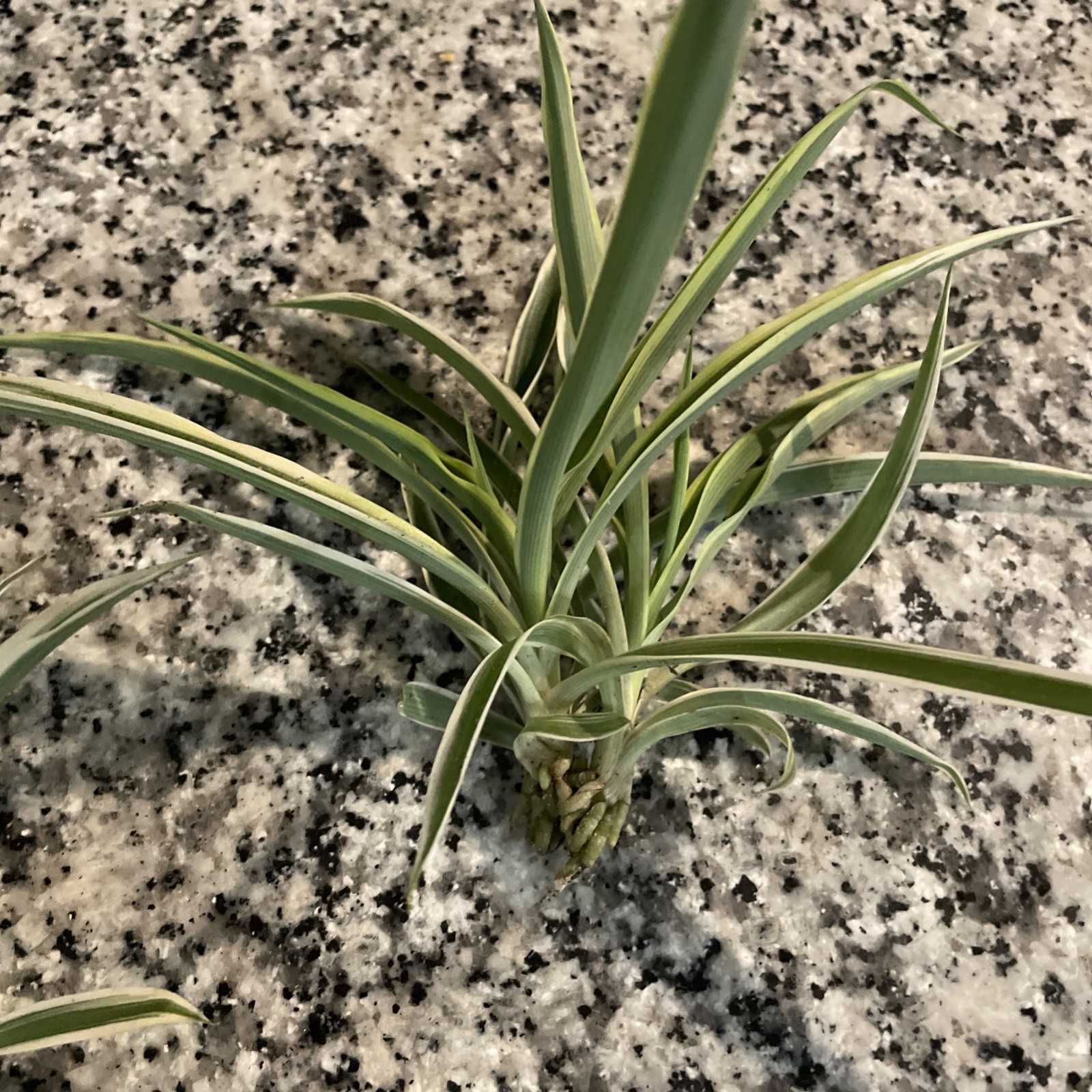 3 Spider Plants Cut Rooted Live Plants – Indoor Air Purifying Houseplants