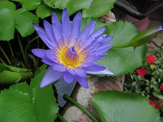 Nymphaea Nouchali 15 Seeds, Fragrant Blue Water Lily, Aquatic Star Lotus, USA