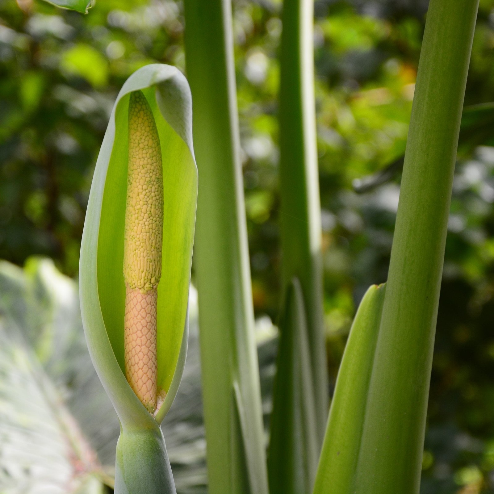 Alocasia Odora 1 Plant Bulb – Summer Fragrant Bloom (Asian Taro Elephant Ear)