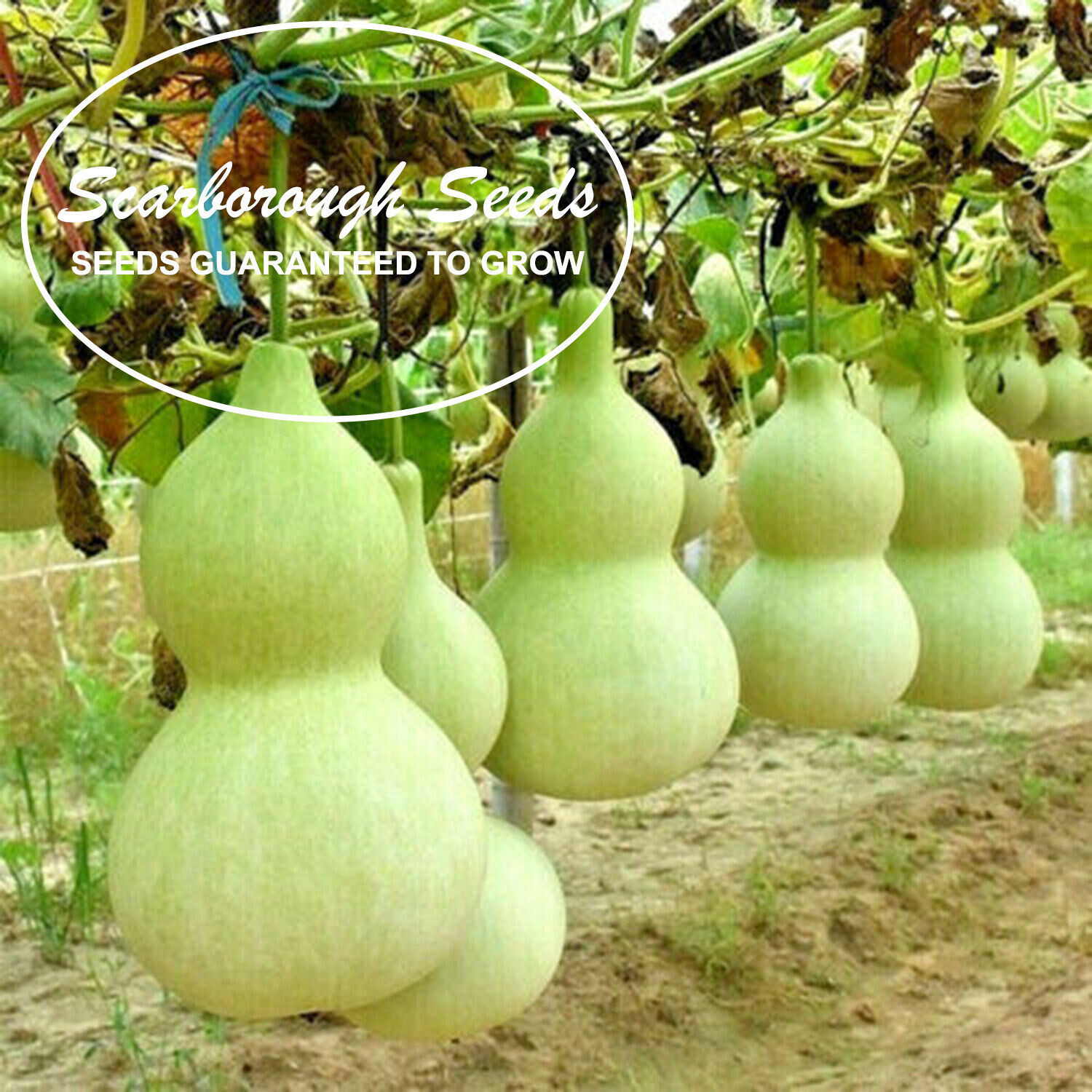 SCARBOROUGH SEEDS Birdhouse Gourd Seeds 25 Seeds Free Shipping