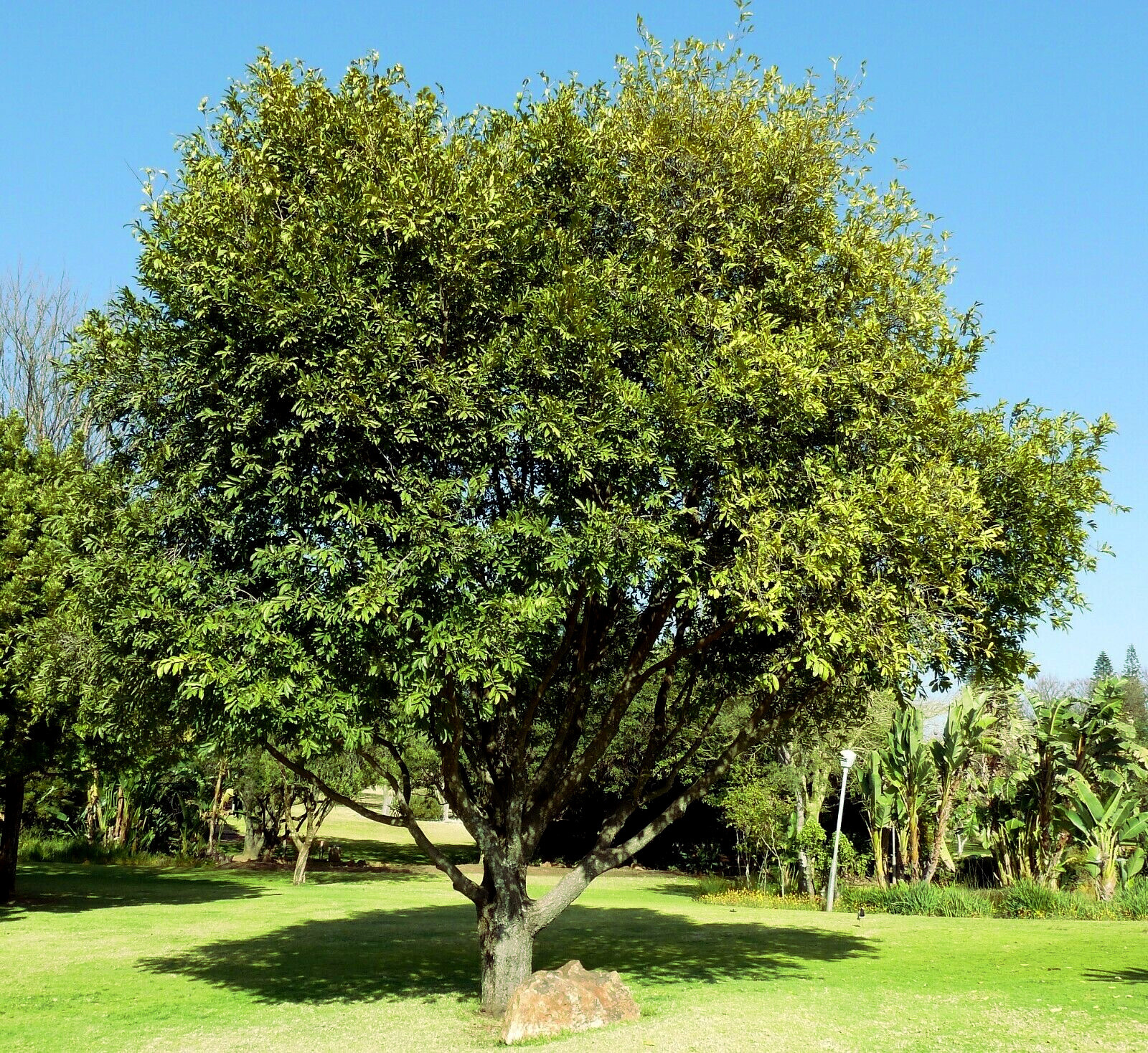 10 DATE PLUM FRUIT TREE SEEDS (Diospyros Lotus) “MEDITERRANEAN PERSIMMON” PLANT
