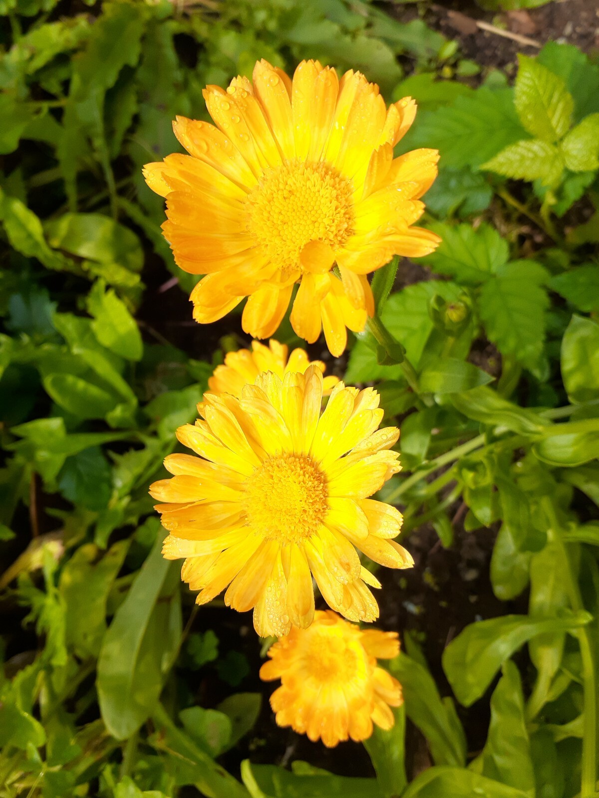 calendula mix 35+ Seeds