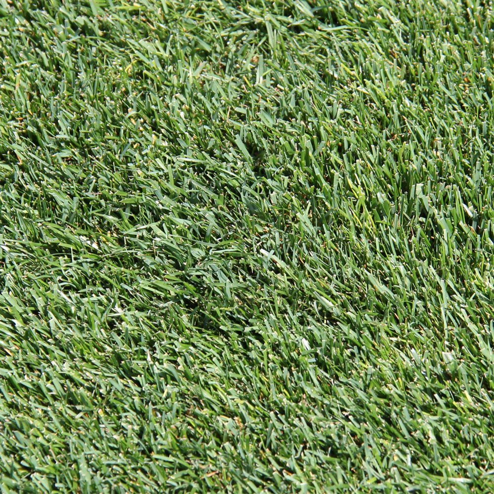 GRASS SEED PATCH REPAIR Tall Fescue for Sun to Partial Shade