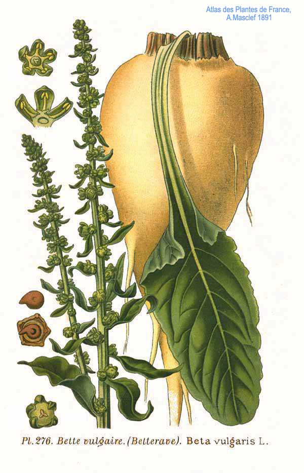 1/2 gram 50+ seeds white Sugar Beet Beta vulgaris – Grow real sugar