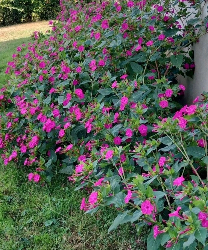 Four O’Clock FUSCHIA, DEEP COLOR Flowers – Perennial – 30 Seeds.