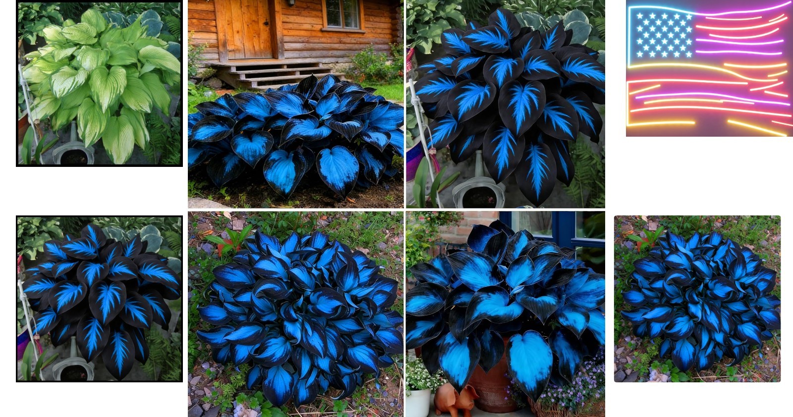 290+ Hosta Seeds for Planting, Rare Perennial Flower – Non-GMO