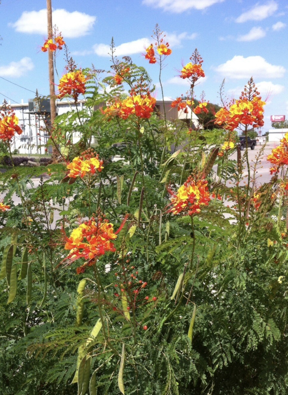 10 Pride of Barbados Seeds, Caesalpinia Pulcherrima, Red Bird of Paradise
