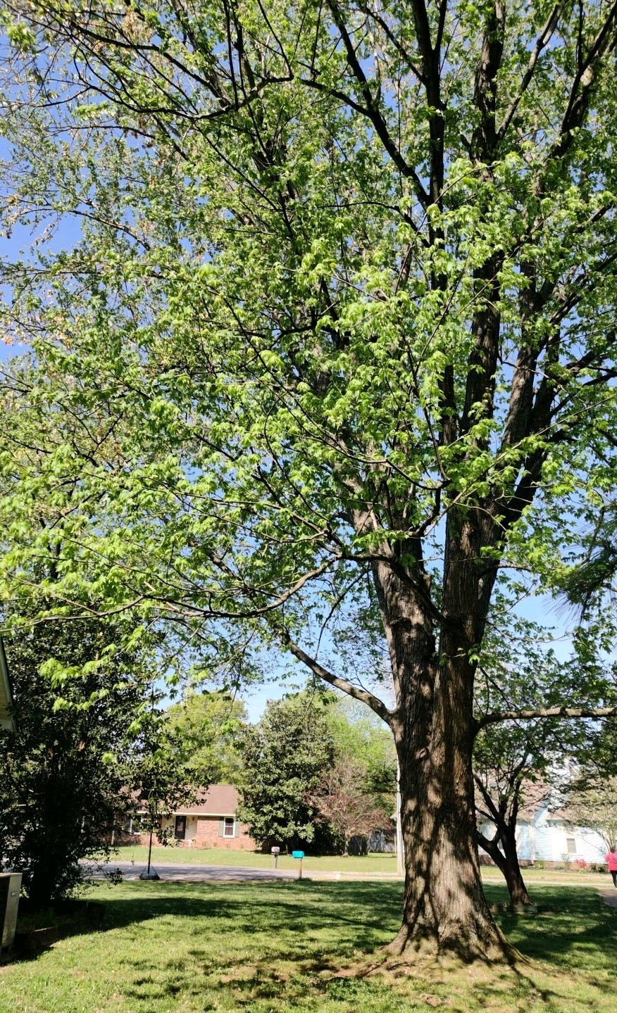 40 Silver Maple Tree Seeds (Acer Saccharum) from Tennessee, USA