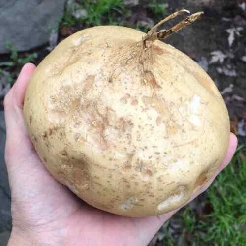 20 Jicama Seeds Vegetable Mexican Yam Bean Root, Hột củ sắn, 2024