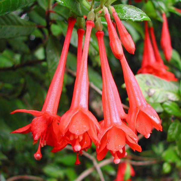 Fuchsia Live Plant, Well-Rooted Plug, Healthy Starter Plants For SALE