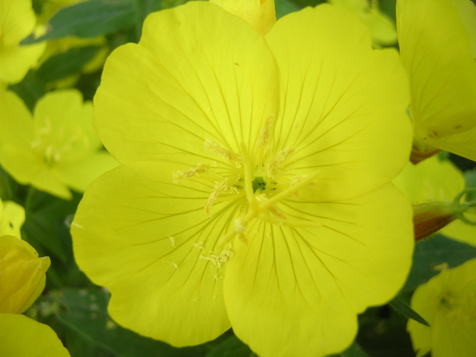 EVENING PRIMROSE 519 SEEDS LARGE YELLOW FLOWERS, OENOTHERA BIENNIS, BULK SEEDS