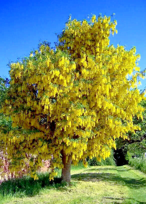 GOLDEN CHAIN TREE SEEDS (Laburnum anagyroides) “Wisteria Like” Flowering Plant