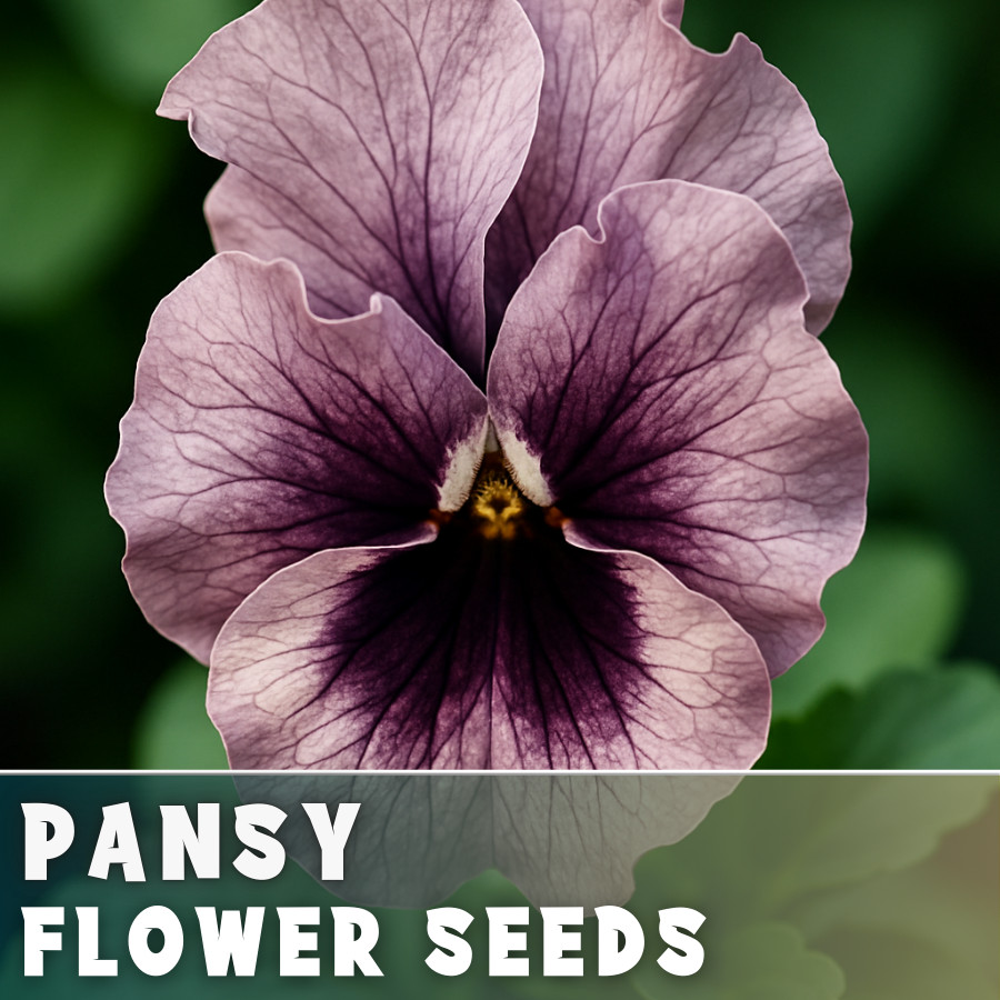 150+ Pansy Seeds (Viola) – Fragrant, Flower Seeds, Annual Seeds, Garden Seeds