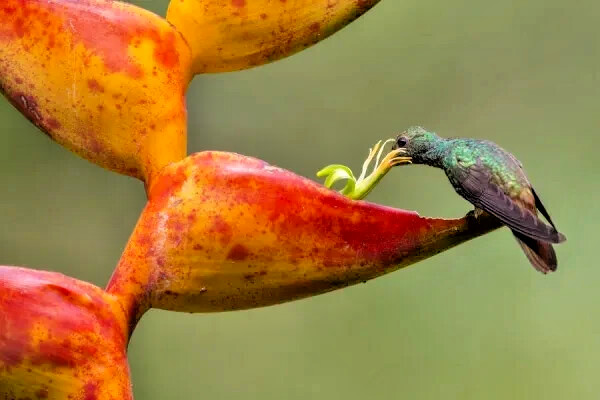 10 SPLASH (Heliconia champneiana) SEEDS Lobster Claw Flower Banana Like Rare