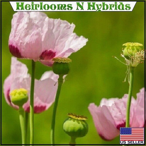 10,000 Stratified Turkish P Somniferum Organic Hashas Poppy Seeds For Planting