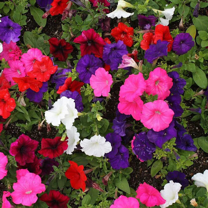 Dwarf Petunia Mix Seeds, Multicolor Mix, Compact, Variety Sizes Sold, FREE SHIP