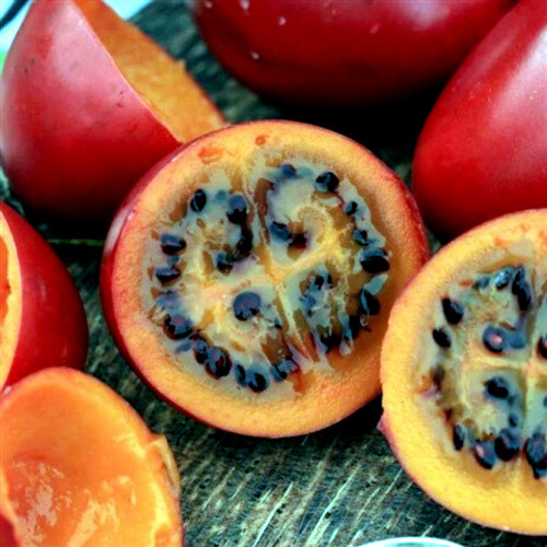 Tamarillo Tree Tomato Seeds Yields 60+lbs of Garden Fruit! Fast Growing Plant