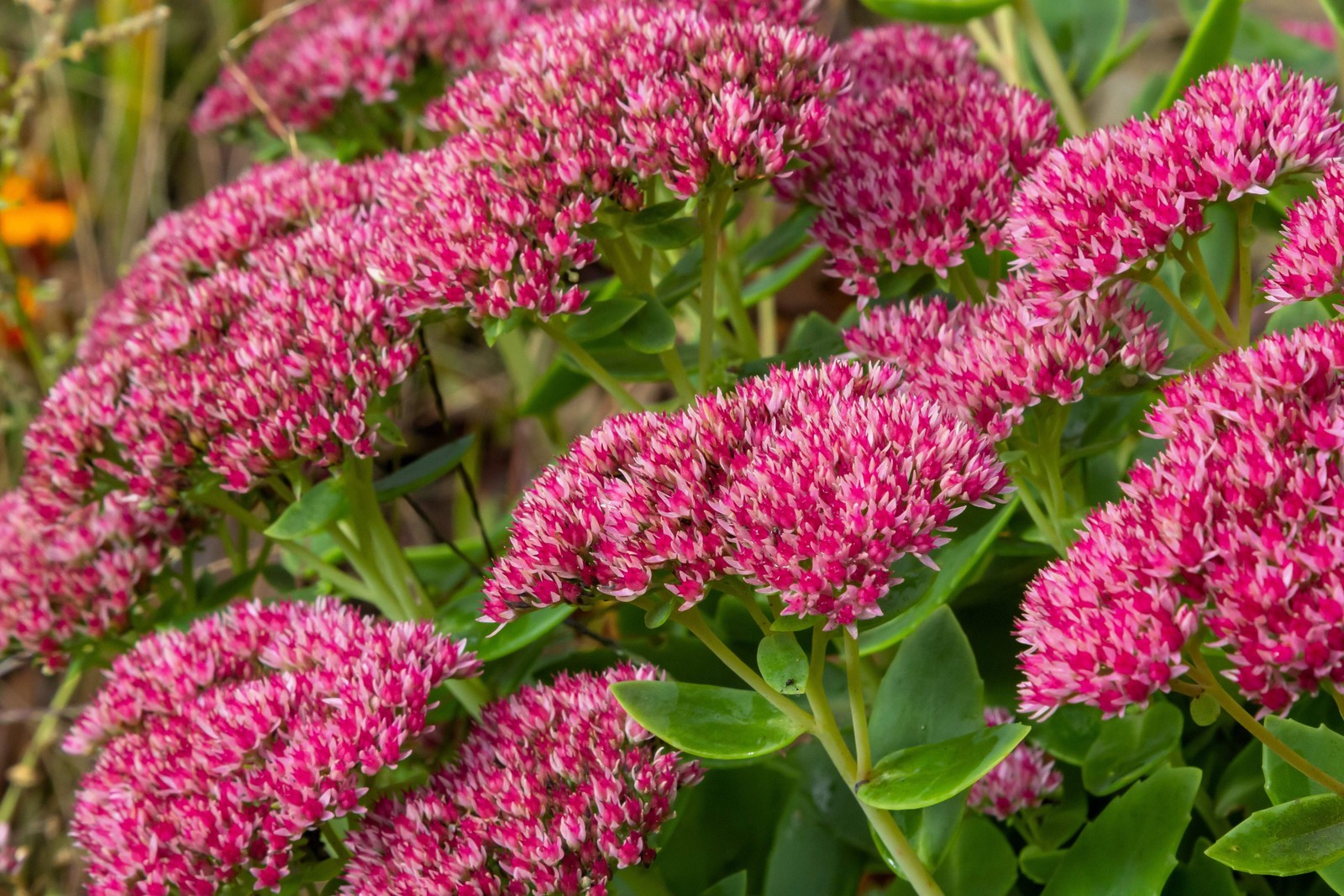 10 EMPEROR’S WAVE SEDUM Red Upright Telephium Succulent Flower Rock Garden Seeds