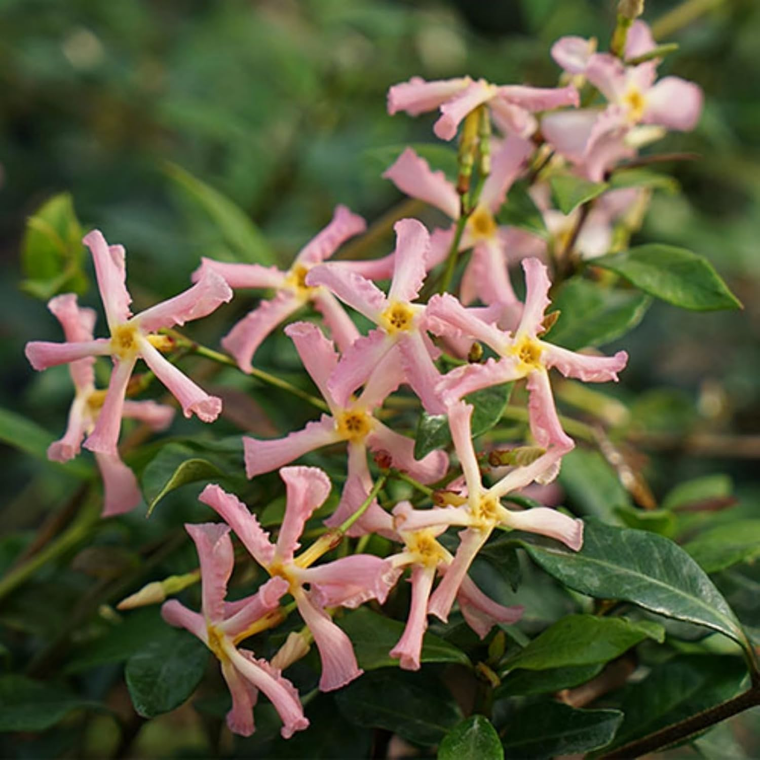 200+ Mixed Star Jasmine Flower Seeds — Non-GMO Climbing Jasmine Seeds Fragrant