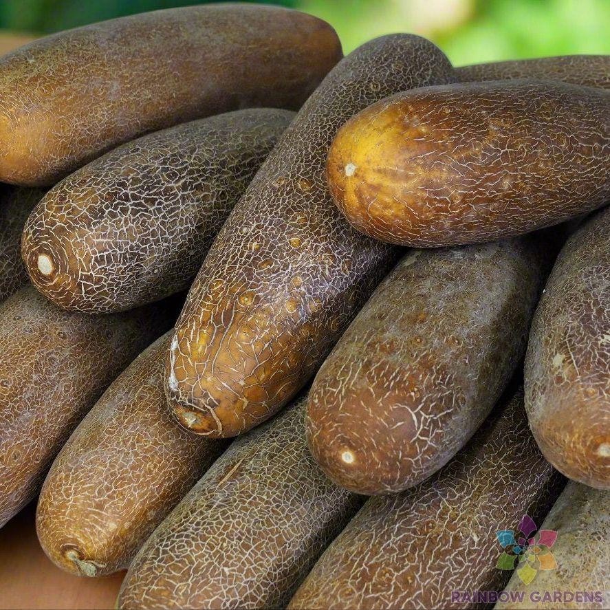 25+ Brown Russian Cucumber Seeds for Garden Planting – USA – FREE SHIPPING!