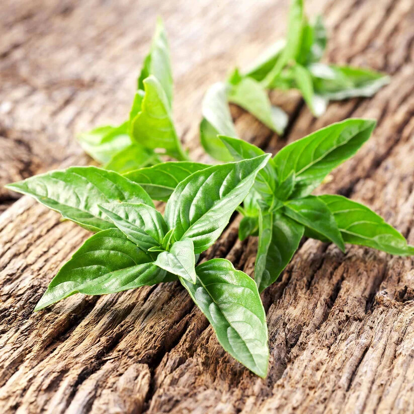 100+ seeds – Lemon Basil , heirloom seeds , non-GMO , herb seeds