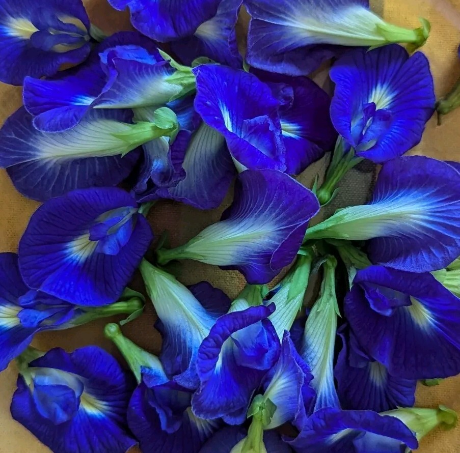 25 Butterfly Pea Seeds (Clitoria Ternatea / Aparajita / Asian Pigeonwings)