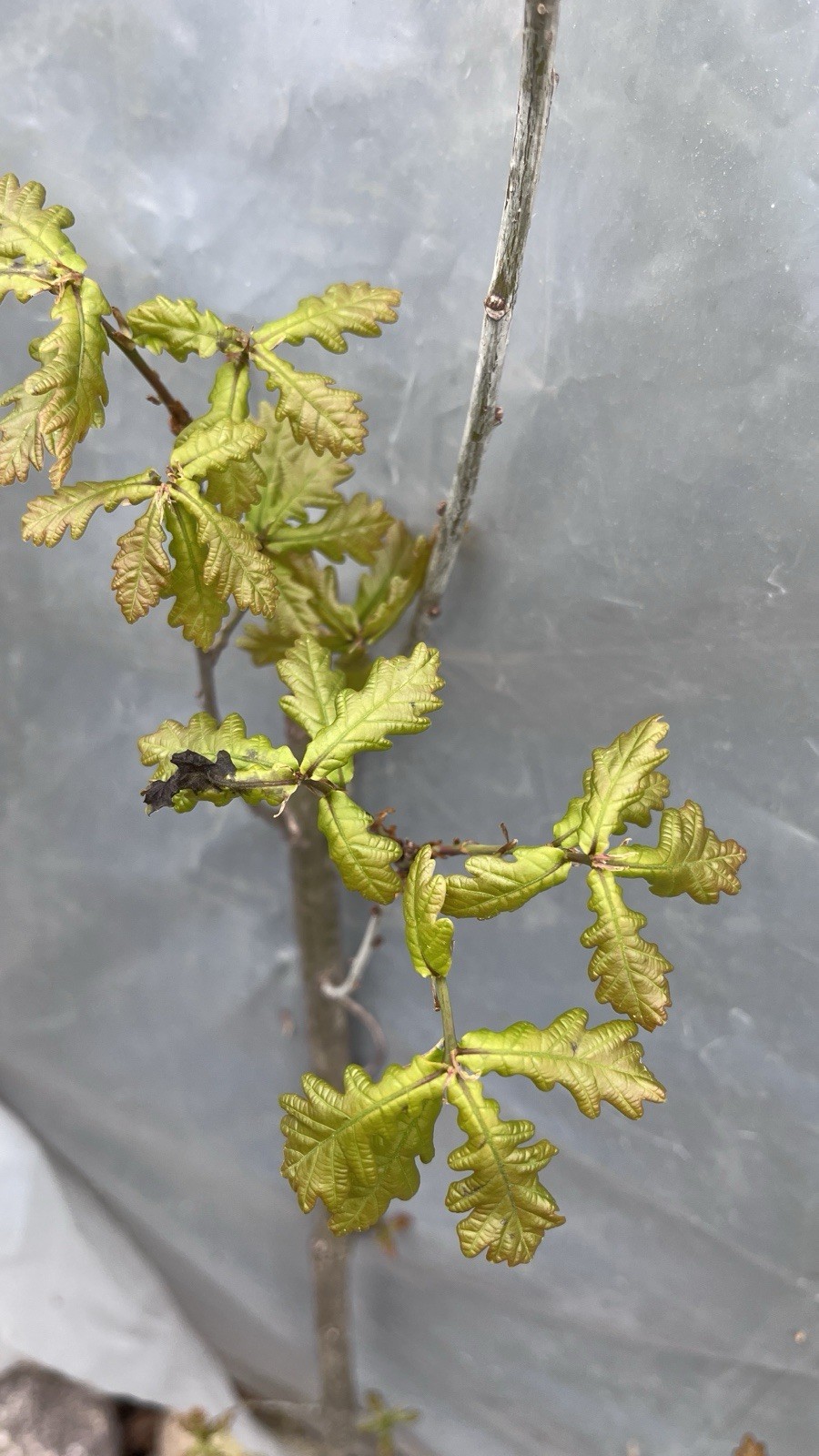 3 ft tall 3 year old Quercus robur Fastigiata , Columnar English Oak, bare root